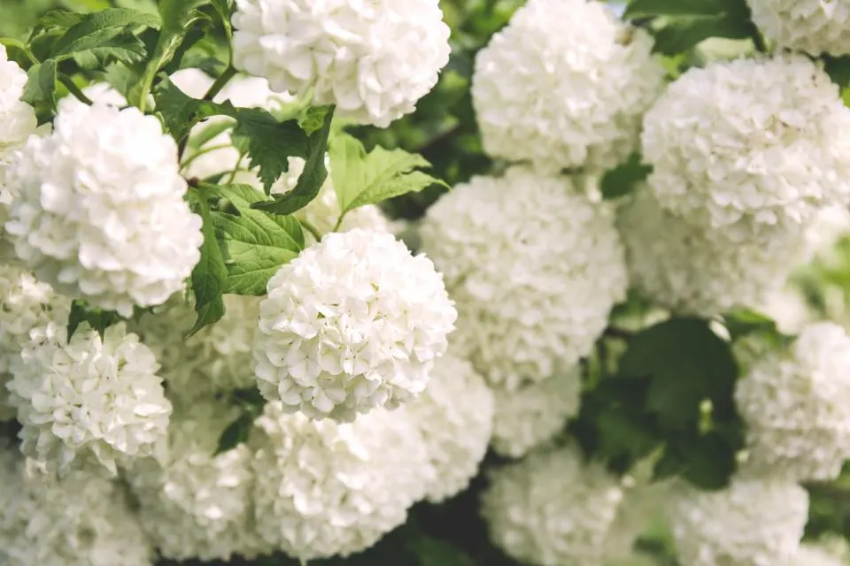White hydrangea blooms in a garden bed